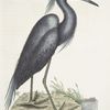 Ardea Cærulea, The blue Heron.