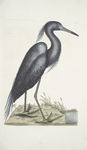 Ardea Cærulea, The blue Heron.