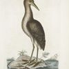 Ardea Stellaris, The brown Bittern.