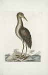 Ardea Stellaris, The brown Bittern.