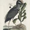 Ardea Stellaris cristata Americana, The crested Bittern; Lobelia &c.