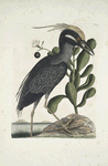Ardea Stellaris cristata Americana, The crested Bittern; Lobelia &c.