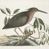 Ardea Stellaris minima, The small Bittern; Fracinus &c.