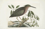 Ardea Stellaris minima, The small Bittern; Fracinus &c.