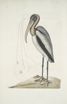 Pelicanus Sylvaticus, The Wood Pelican.