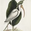 Numenius albus, The White Curlew.