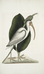 Numenius albus, The White Curlew.