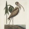 Numenius fuscus, The Brown Curlew.