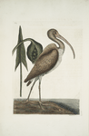 Numenius fuscus, The Brown Curlew.