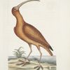 Numenius ruber, The Red Curlew.