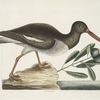 Hæmatopus, The Oyster Catcher.