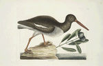 Hæmatopus, The Oyster Catcher.