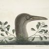 An Thymelæa foliis obtusis; Anseri Bassano &c., The Great Booby.