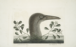 An Thymelæa foliis obtusis; Anseri Bassano &c., The Great Booby.