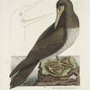 Anseri Bassano affinis fusca avis, The Booby.