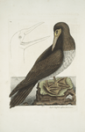 Anseri Bassano affinis fusca avis, The Booby.