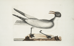 LArus major, The Laughing Gull.
