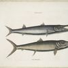 Umbla minor &c., Barracuda; Vulpis Bahamensis.