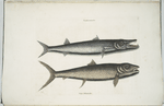 Umbla minor &c., Barracuda; Vulpis Bahamensis.