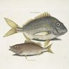 Perca rhomboidalis &c., The Pork Fish; Perca Piunis [pinnis] &c., The Schoolmaster.