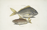 Perca rhomboidalis &c., The Pork Fish; Perca Piunis [pinnis] &c., The Schoolmaster.