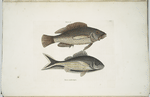 Perca &c., The Negro-Fish; Perca cauda nigra, The Black-Tail.