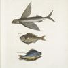 Hirundo, The Flying FIsh; Perca &c., The Rudder Fish; Perca fluviatilis &c. , The Fresh-Water Pearch.