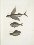Hirundo, The Flying FIsh; Perca &c., The Rudder Fish; Perca fluviatilis &c. , The Fresh-Water Pearch.