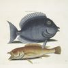 Turdus Rhomboidalis, The Tang; Turdus &c., The Yellow Fish.