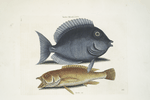 Turdus Rhomboidalis, The Tang; Turdus &c., The Yellow Fish.