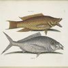 Turdus flavus, The Hog-Fish; Turdus &c., The Shad.