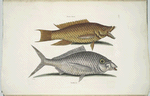 Turdus flavus, The Hog-Fish; Turdus &c., The Shad.