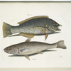 Turdus &c., The Pudding-Wife; Alburnus Americanus, The Carolina Whiting.