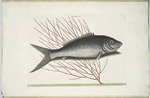 Mormijrus &c., The Bone-Fish.