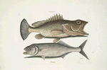 Gugupuguacu, The Hind; Saliatrix, Skip-jack.