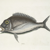Aurata, The Porgy.