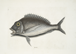 Aurata, The Porgy.