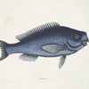 Novacula, The Blue Fish.