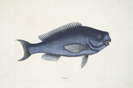 Novacula, The Blue Fish.