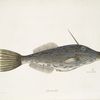 Unicornis piscis, The Bahama Unicorn-Fish; The form of a Tooth.