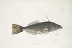 Unicornis piscis, The Bahama Unicorn-Fish; The form of a Tooth.