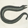 Muræna maculata, The Muray.