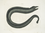 Muræna maculata, The Muray.