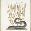 Muræna maculata nigra, The Black Muray; Lithophyton &c.