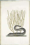 Muræna maculata nigra, The Black Muray; Lithophyton &c.