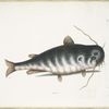 Bagre &c., The Cat-Fish.