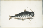 Bagre &c., The Cat-Fish.