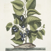 Arbor Populi &c.; Harengus &c., The Pilchard.