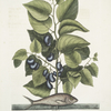 Arbor Populi &c.; Harengus &c., The Pilchard.