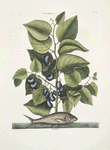 Arbor Populi &c.; Harengus &c., The Pilchard.